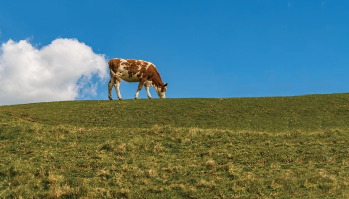 Vache dans un champ.