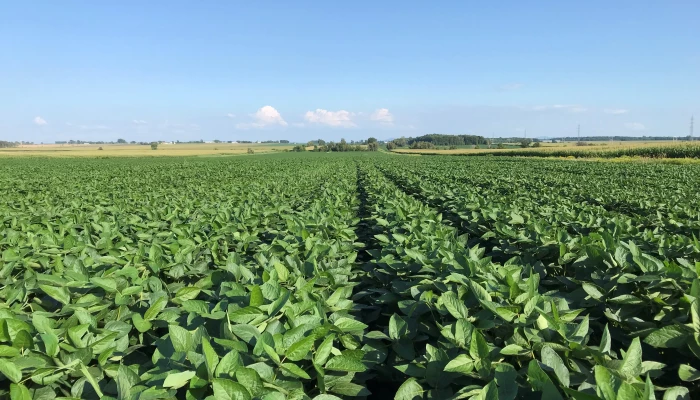 Champ de soya Katonda