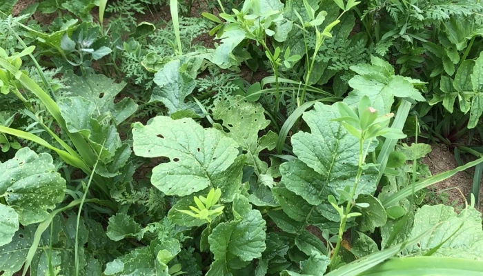 Culture à laquelle s'intègre une culture de couverture