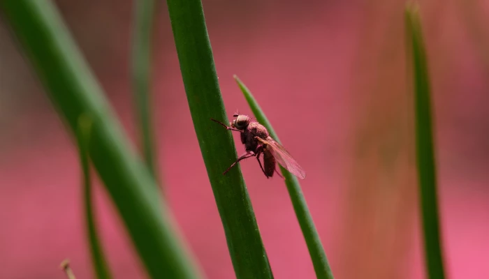 Mouche de l'oignon rose