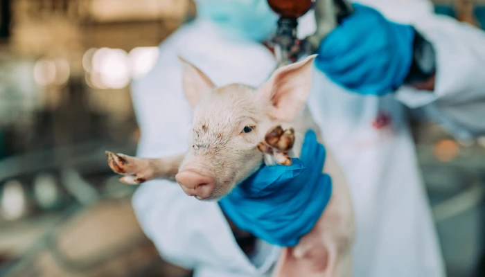 Porcelet recevant une injection.
