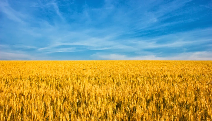 Champ jaune et ciel bleu.