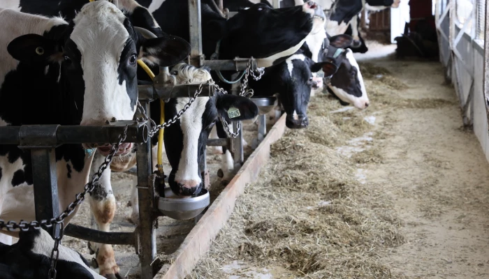Vaches
