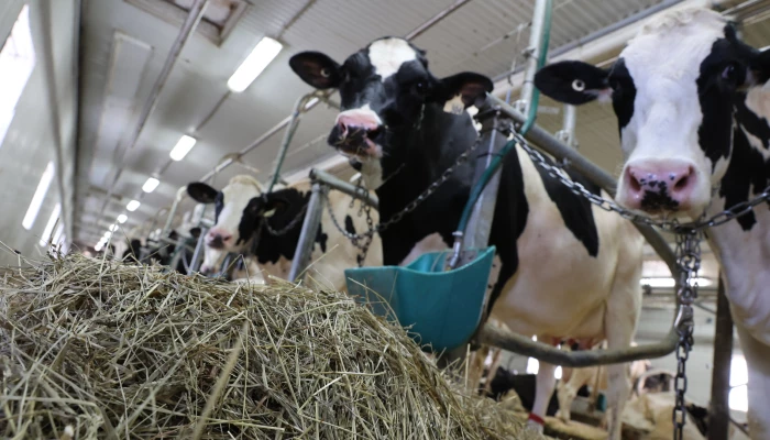 Photo de vaches qui mangent.