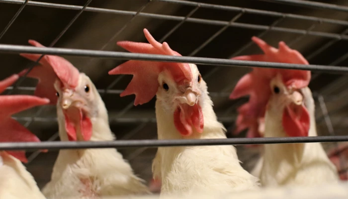 Poules.