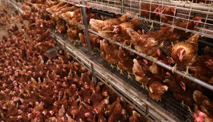 Photo de multiples poules pondeuses dans un poulailler.