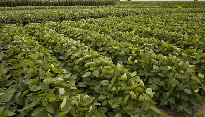 Champ de soya.