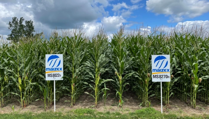 Parcelles de maïs de Maizex.