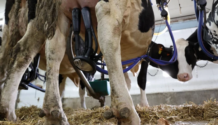 Traite de vaches.