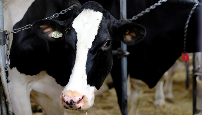 Vaches Holstein