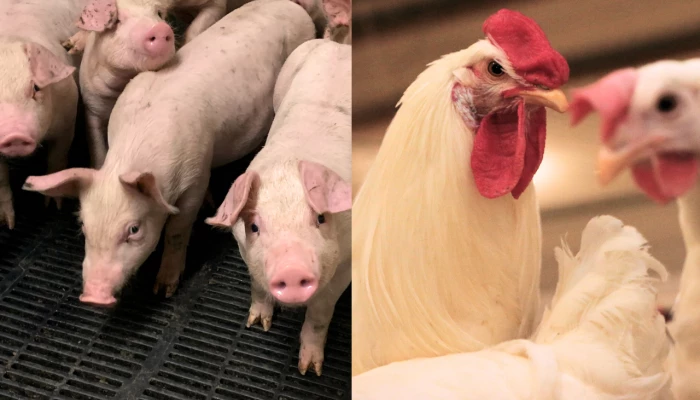 Porcs et poules.