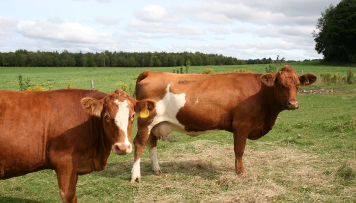Bovins de boucherie.