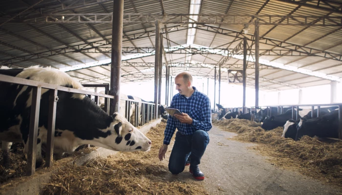 Un homme tenant une tablette à côté d'une vache.