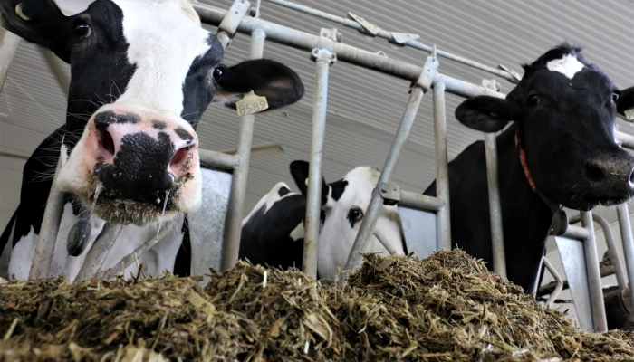 Vaches mangeant