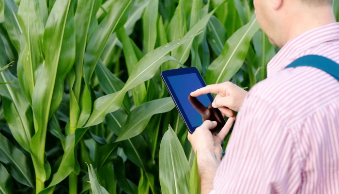 Personne avec son téléphone portable devant son champ