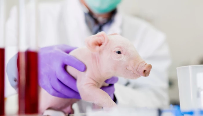 Porcelet dans un laboratoire