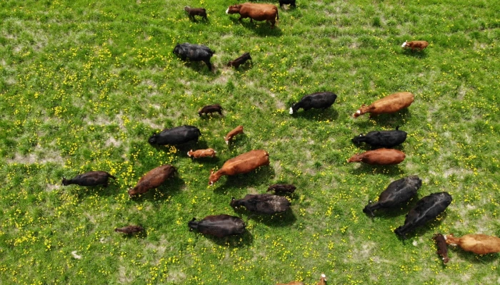 Bovins dans un champ