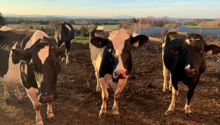 Vaches Holstein dans le soleil couchant.