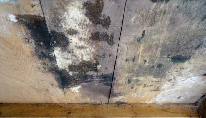 Moisissure sur un plafond en bois