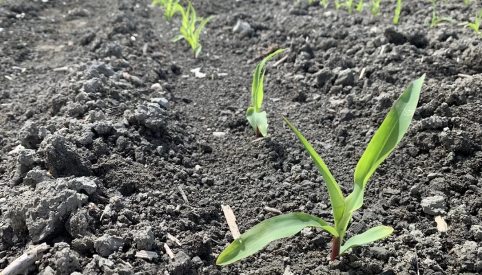 Jeune plant de maïs - Ferme de recherche de Sollio Agriculture.