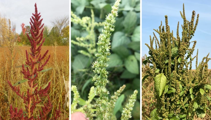 Amaranthe tuberculée - par Stéphanie Mathieu
