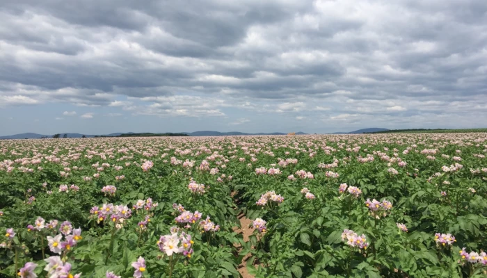 Champ de patates en fleur