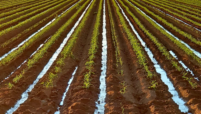 Champ avec écoulement des eaux