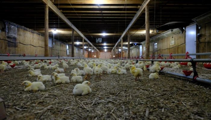 Poussins dans un bâtiment