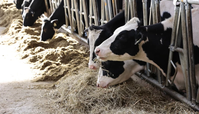 Vaches holstein qui mangent - Photo : Étienne Gosselin