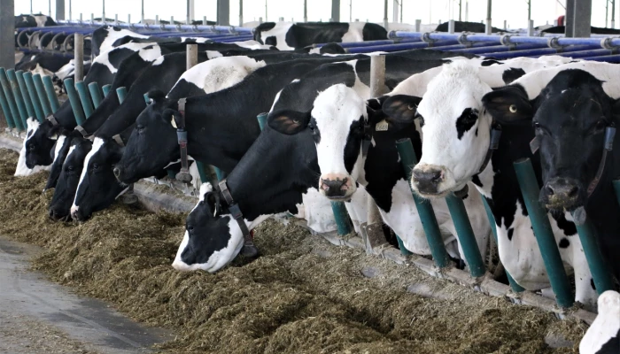 Vaches Holstein mangeant