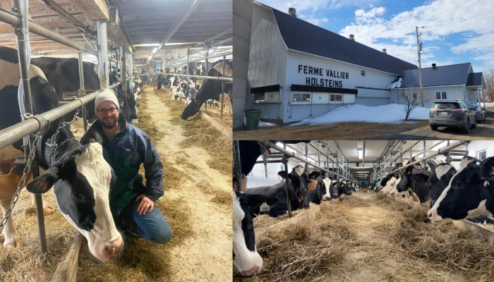 Mosaïque de Mickael Breton