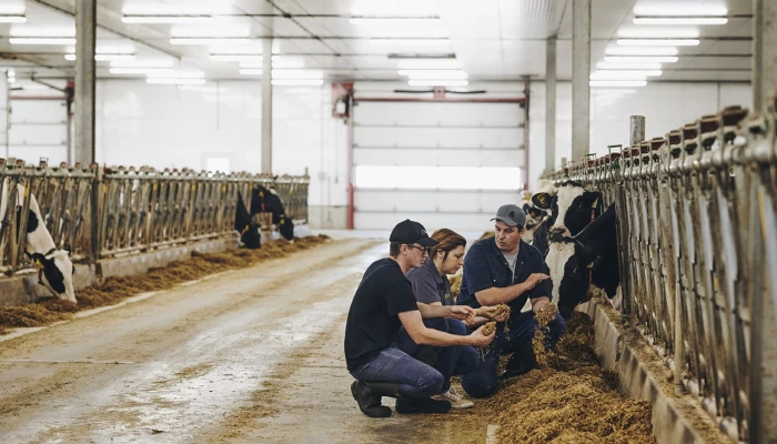 Deux producteurs laitiers et une experte-conseil regardant de la moulée