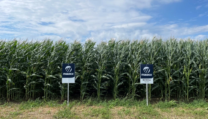 Pancartes de Semences Maizex