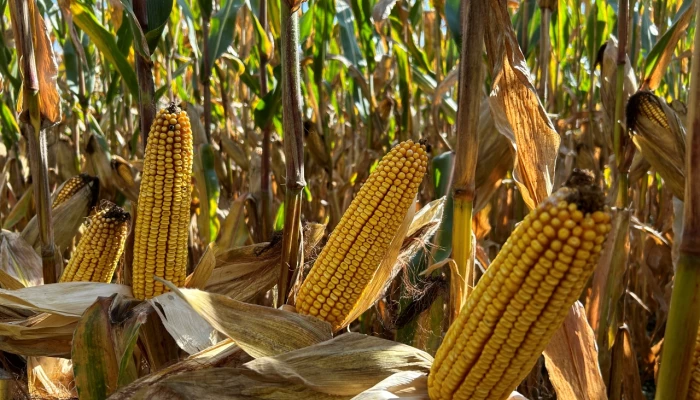 Des épis de maïs-grain mature.