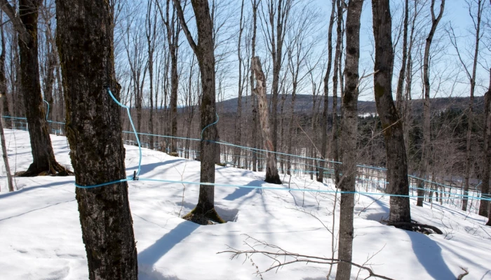 Érables entaillés dans un paysage enneigé
