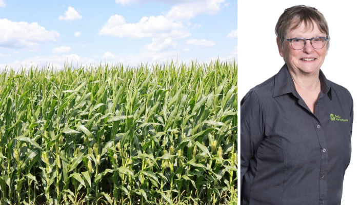 Champ et maïs et photo professionnelle d'Angèle Boulay