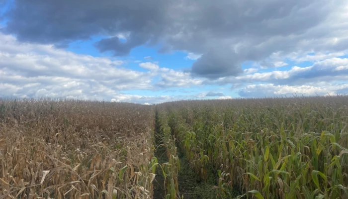 Champs avec et sans biostimulants