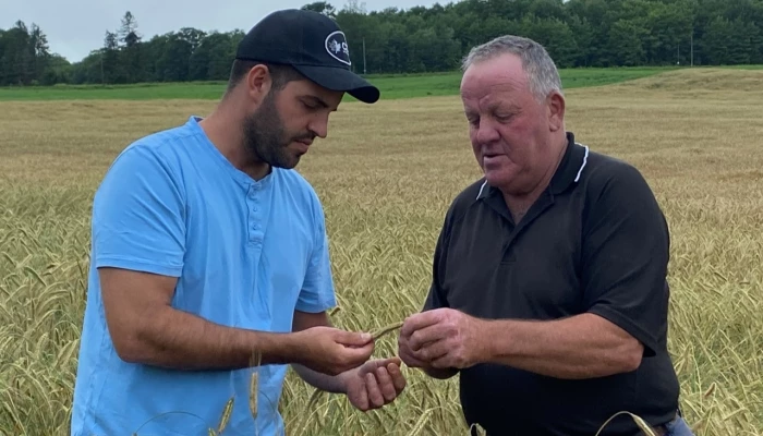 Deux hommes observant du seigle