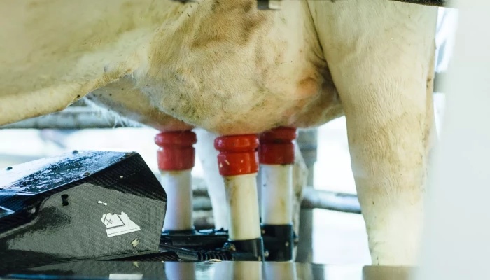 Pis d'une vache au robot de traite