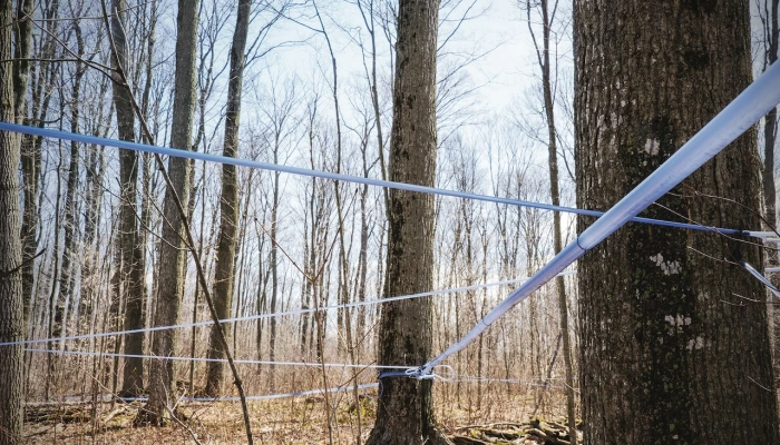 Tubulure entre érables