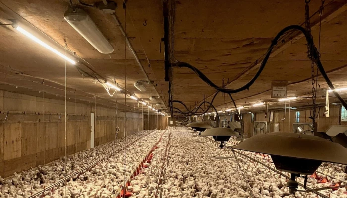 Lumière blue Line dans un poulailler