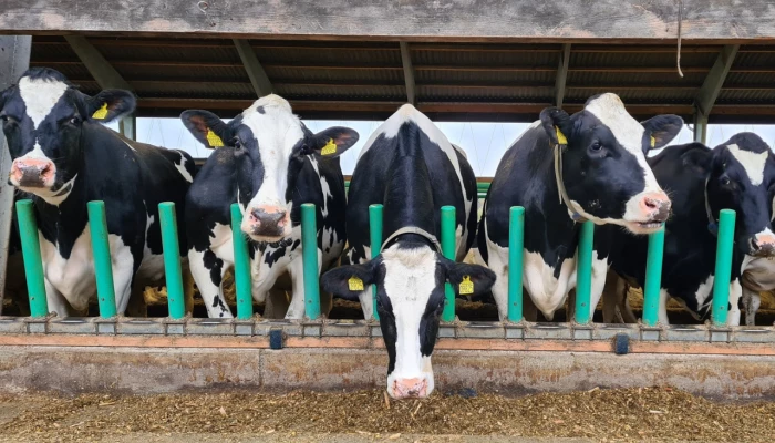 Flex-Feed par Cow-Welfare