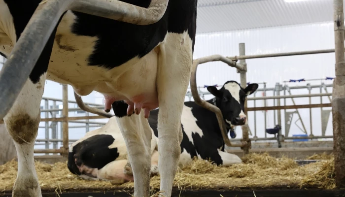 Pies d'une vache Holstein