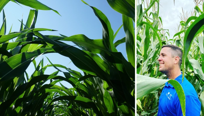 Martin Trudel et un champ de maïs