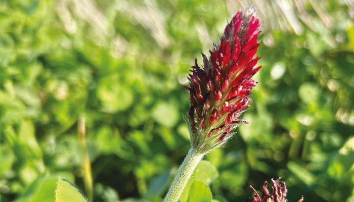 Mélange Inter-Trèfle