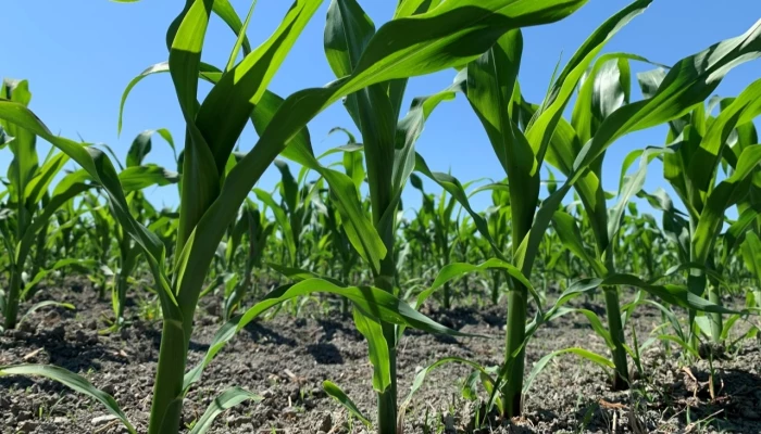 Plans de maïs