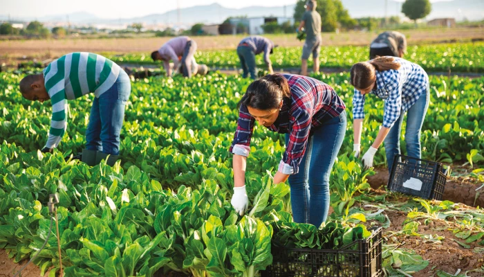 Des travailleurs travaillent dans un champ