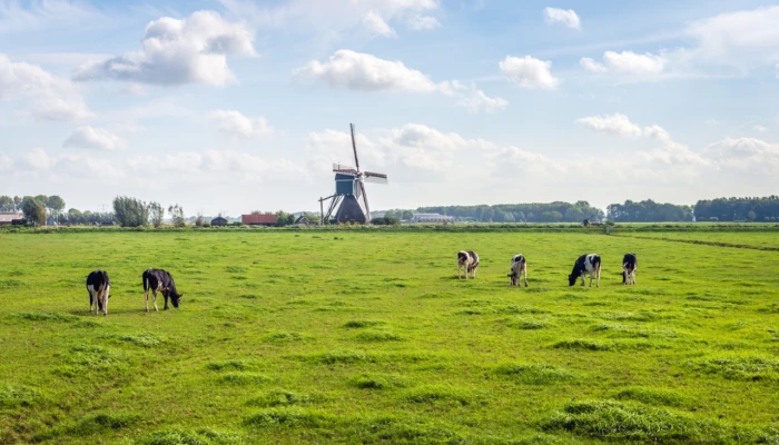 Vaches dans un champ au Pays-Bas