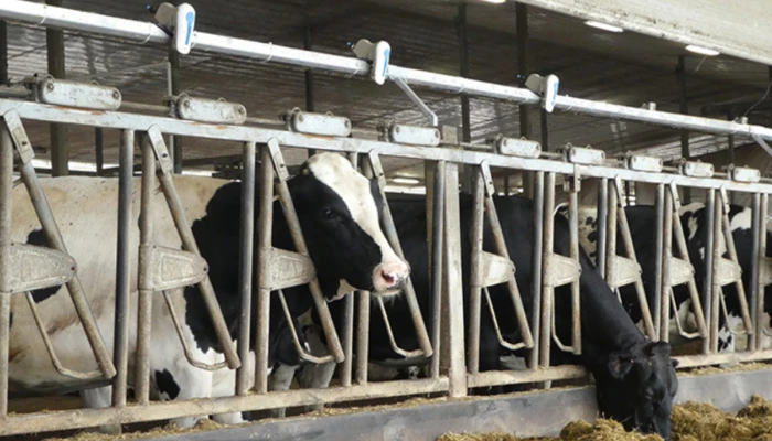 Vaches Holstein avec le Smart Soaker