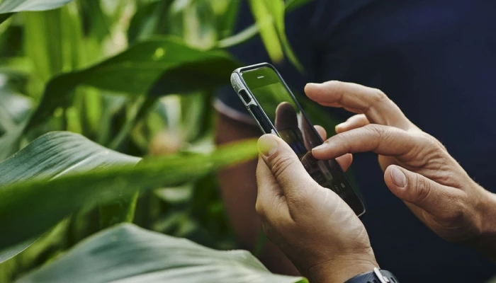 Personne sur son téléphone devant des plans de seigle